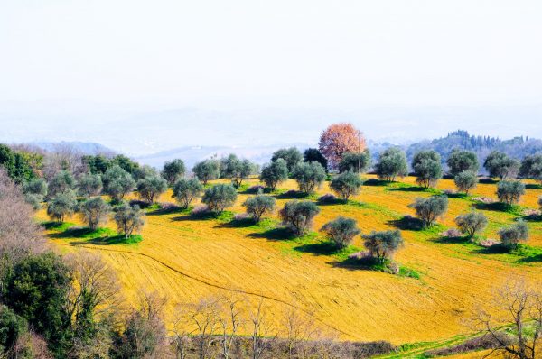 huille essentielle calcul rénaux