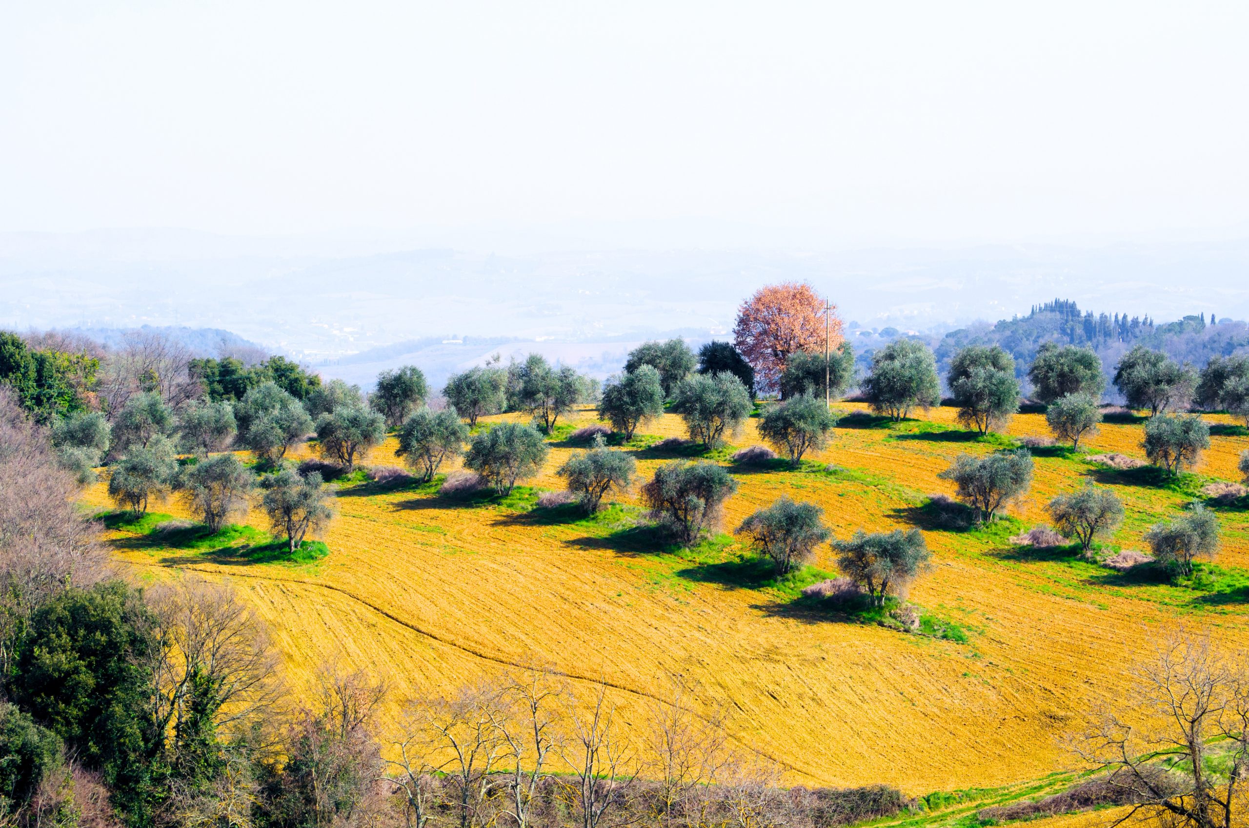 huille essentielle calcul rénaux